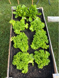 Leaf lettuce