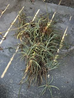 FREE Spider Plant Starts