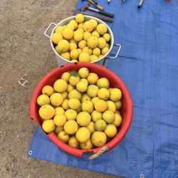 Lima! Sweet Lemons 