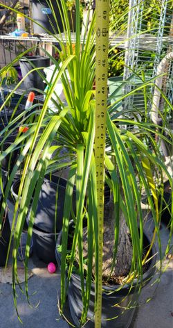Planta
