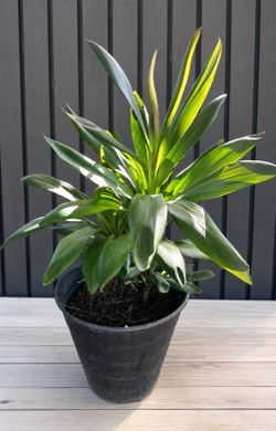Dracaena Plant in Pot