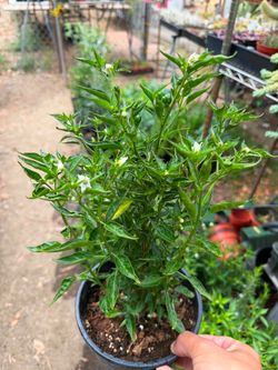 Chile Chiltepin 🌶️ 🔥🔥