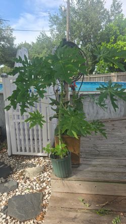 Plant trade of sale