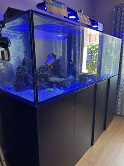 200 Gallon Salt Water Aquarium 