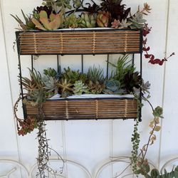 Succulent Plants Wall Decor