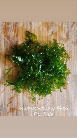 Subwassertang Moss Live Aquarium Plant