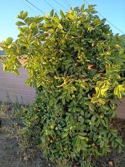 Guavas Organic Grown $20.0 Full Bucket 