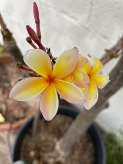 Plumeria