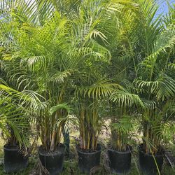 arecas over 8 feet tall Instant Privacy Hedge For Fence Green 