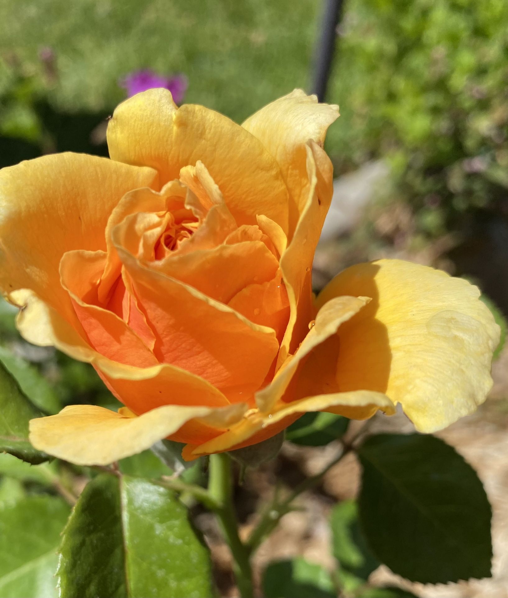 Yellow Apricot Rose 3 Cuttings for Rooting/Grafting QUICK SHIP