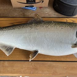 Lake Ontario Salmon