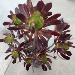 Succulents plant