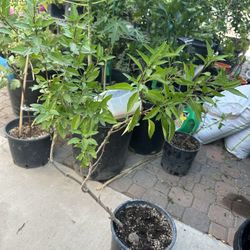  Very Healthy Thai Bail Plants