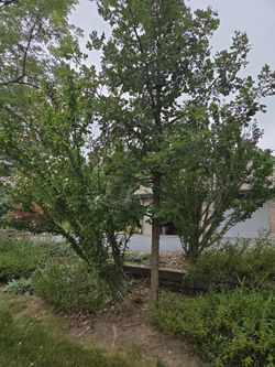 White Oak Tree Free