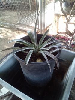 Variegated Spider Plant 🌿 Air Purifying • Easy Care • Pet Safe Planta Cinta Variegada 🌿 Purifica Aire • Fácil • Segura Mascotas