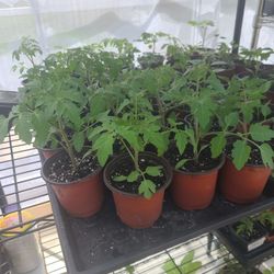 Organic Tomatoes and Peppers Plants