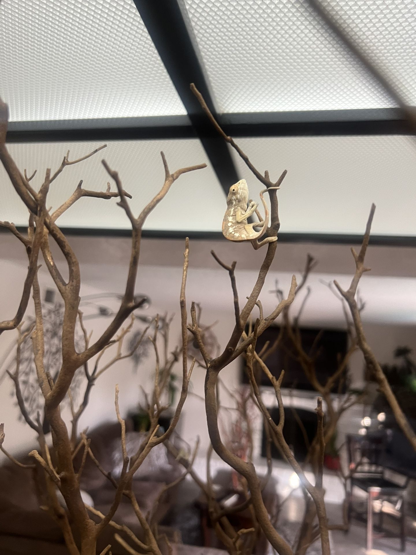 Tree Environments For Reptiles Or Baby Chameleons For Your Home