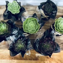 Succulents Favors 