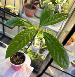 Bundle of indoor plants SALE