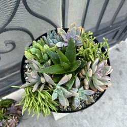 Natural Succulent Plants , Arrangements $