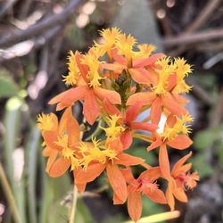 Firestar Orchids