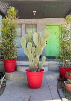 Galapagos Prickly Pear Cactus Plant