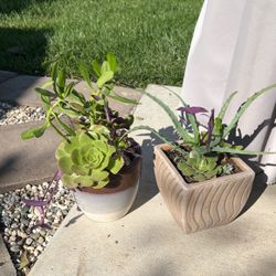 Succulents 