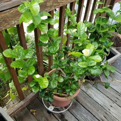 Meadleast Jasmine Plant.