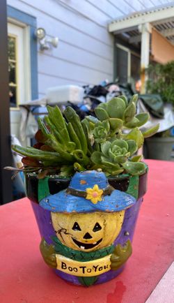Succulent in clay pot