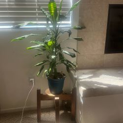 plant for sale 