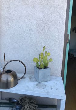Cactus plant with pot