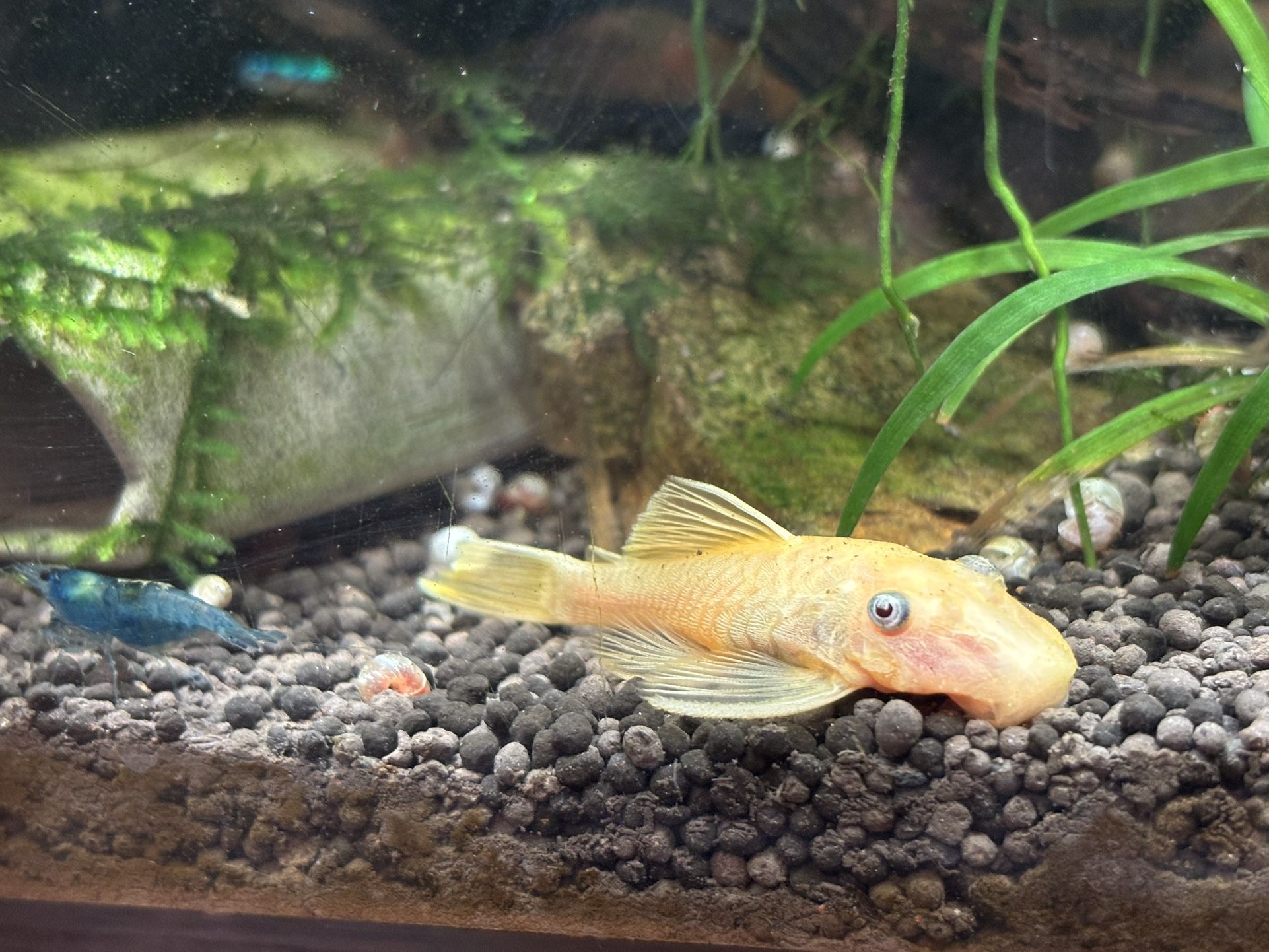 Getting Out Of The Aquarium Hobby Lots Of Tanks And Equipment.