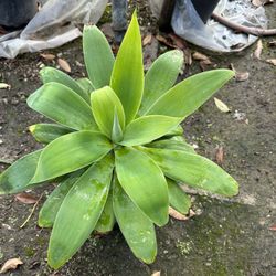 Foxtail Agave 