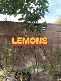 Lemon Trees