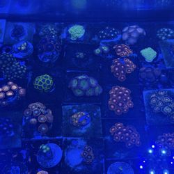 Saltwater Frag Ornaments.  