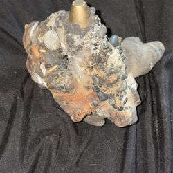 Collectibles Item From The Beach