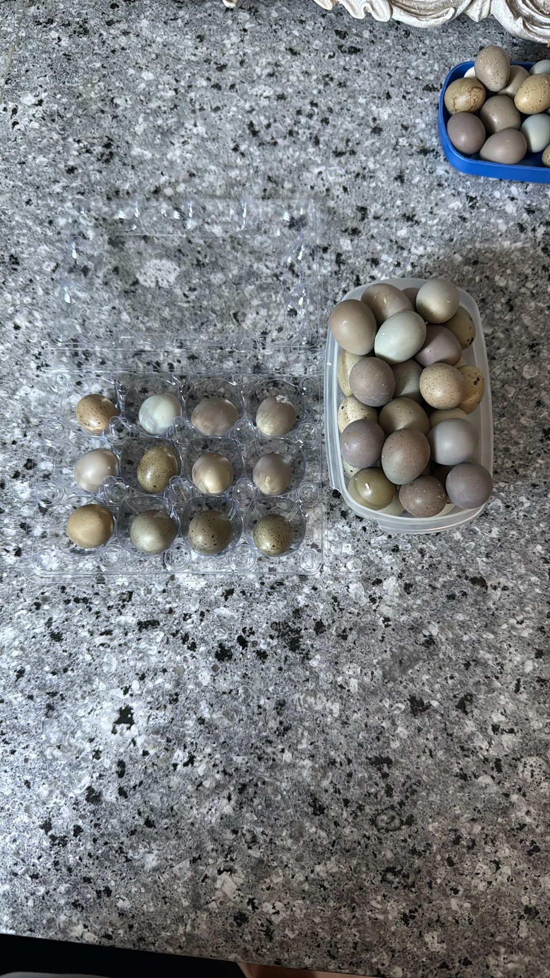 Button Quail Eggs