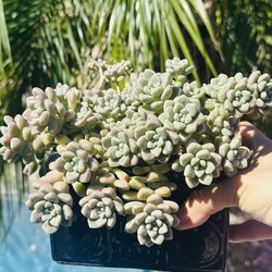 Korean succulents imported in Ceremic pot