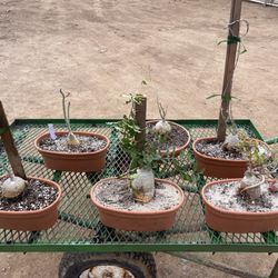 Succulent Trees