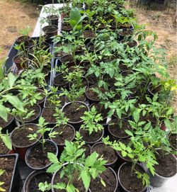 Healthy tomato plants