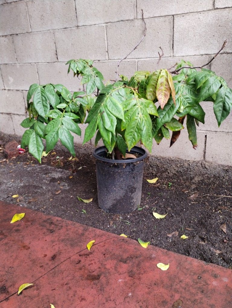 Árbol De Fruta Paterna