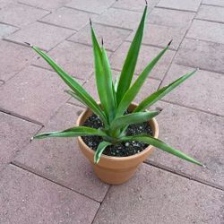 Beautiful Large Agave Plant Succulents Flower In Clay Pot Home Patio Yard Garden Lawn Design Landscape 