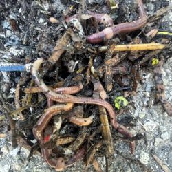 red Wigglers