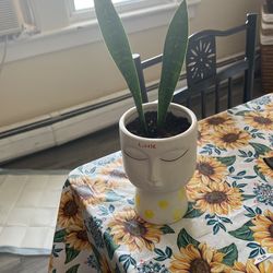 Plant