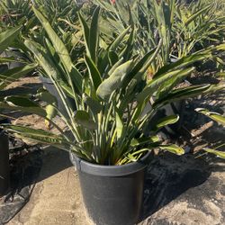 Bird Of Paradise 