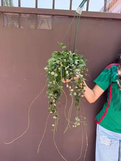 6” hoya eskimo