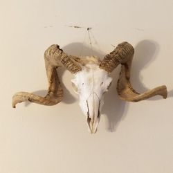 Mountain Goat Skull 