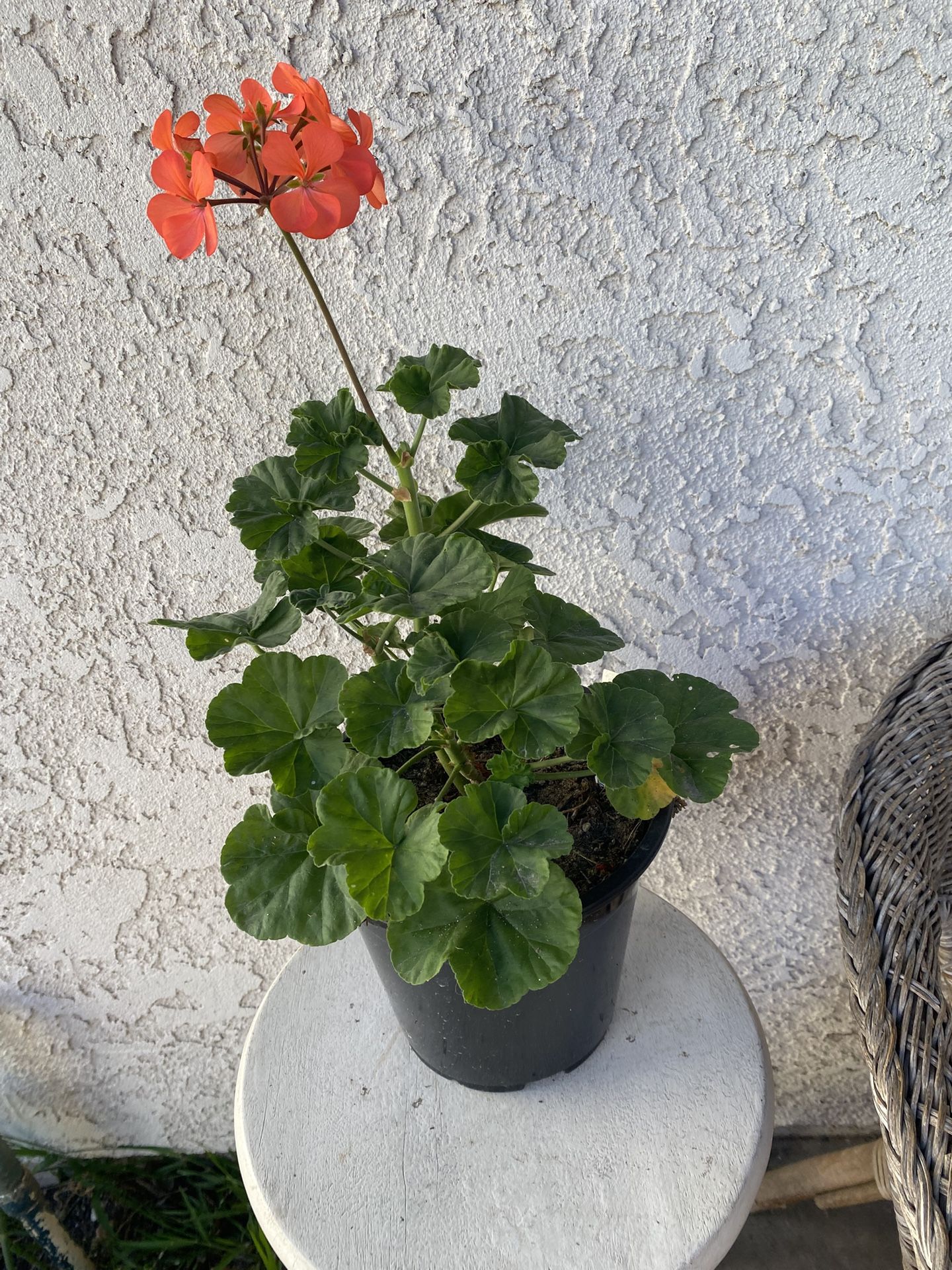 1.5 Gallon Pot - Horseshoe Geranium - Pelargonium Zonale - Indoor Outdoor - Hot Pink Flowers - Rooted & Established - Drought Resistant 🪴🌺