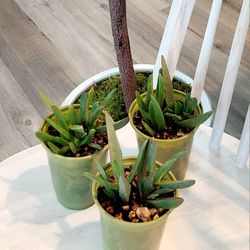 Living Plant 🌱Senecio Mandraliscae on 5"H Pot ::: Outdoor ::: $5 Each