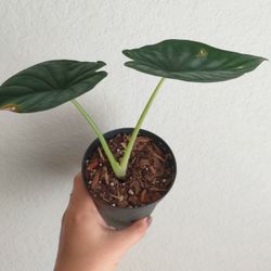 Alocasia Dragon Scale Plant